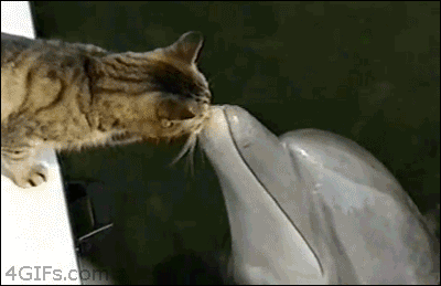 cat-dolphin.gif